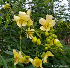 Image result for Senna petersiana