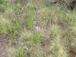 Image result for Polemoniaceae