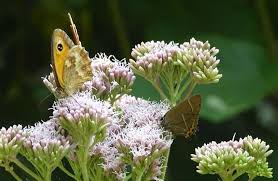 Image result for Diclis tenella