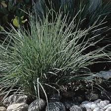 Image result for Melinis nerviglumis