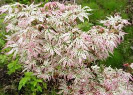 1600 x 1200 jpeg 393 кб. Variegated Japanese Maple