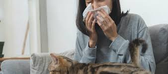 Cependant, en ce qui concerne l'allergie aux chats, l'efficacité et les résultats de la. Avoir Un Chat Quand On Est Allergique Quelles Solutions Le Fonds Saint Bernard