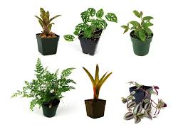10 Gallon Tropical Vivarium Plant Kit Plant Packages Josh S Frogs Terrarium Plants For Sale Vivarium Plants