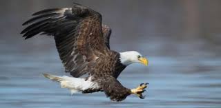 Many were content with the life they lived and items they had, while others were attempting to construct boats to. The Philippine Eagle Quiz Proprofs Quiz