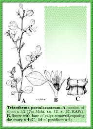 Image result for Trianthema portulacastrum