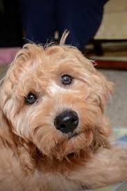 Mini goldendoodle quality and focus. Can You Breed Two Mini Goldendoodles Goldendoodle Advice