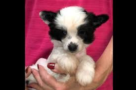 Luckily, we know the best craigslist denver personals. 63 Chihuahua Puppies For Sale In Texas Craigslist L2sanpiero