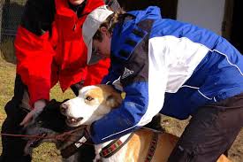 Males range from 40 to 60 pounds and females average 35 to 48 pounds. Alaskan Husky Infoportal Zu Dogscooting Bike Joring Zughundesport
