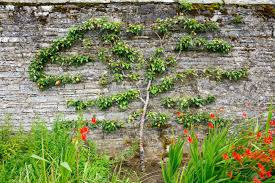 A peach tree will produce fruit 2 to 4 years after planting (sooner if you buy more mature trees!). Horizontal Espalier Fruit Tree Trained On Stone Wall Stock Photo Picture And Royalty Free Image Image 16878582
