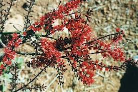 Image result for Combretum cinereopetalum