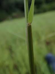 Image result for Paspalum conjugatum
