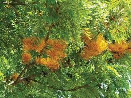 Image result for Grevillea