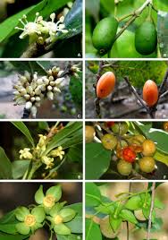 Image result for Drypetes