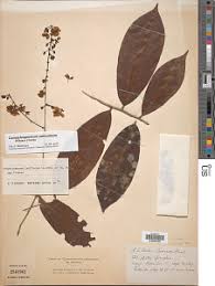 Image result for Ochna afzelii