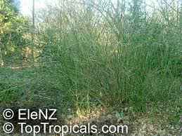 Image result for Kerria japonica