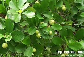 So no matter what type of fruit you prefer. Dillenia Philippinensis Katmon Philippine Elephant Apple Philippines Simpoh Toptropicals Com