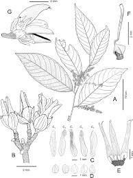 Image result for Rinorea ilicifolia