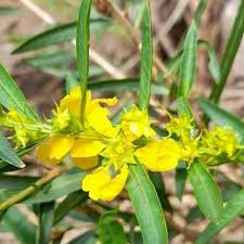 Image result for Heimia salicifolia