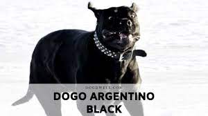 There is an abundance of skin on the muscular neck. Dogo Argentino Black Spots Puppy Patch Facts Dog Dwell