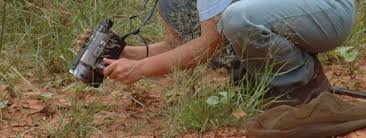 Image result for Emilia pseudactis