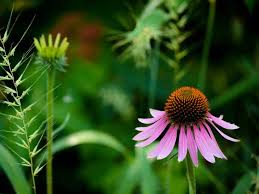 This is another of the big sky series produced by crossing e. Echinacea Benefits Uses Side Effects And Dosage