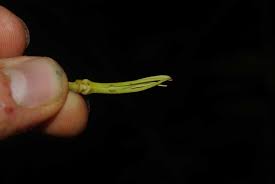 Image result for Xylopia wilwerthii