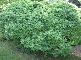 Dwarf bush honeysuckle is a great shrub for those difficult dry, shaded areas. Clavey S Dwarf Honeysuckle Blue Grass Nursery Sod Garden Centres