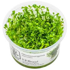 Image result for Isoglossa gregorii