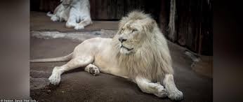 Image result for lion biting lioness tail