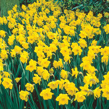 Yellow Naturalizing Daffodils - Michigan Bulb