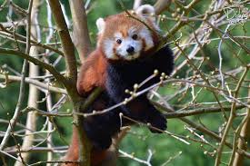 Le panda du zoo de beauval baptisé par brigitte macron. Une Petite Photo D Le Zooparc De Beauval Vu Par Didy Facebook