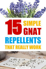 How to get rid of fungus gnats. Discover 15 Simple Homemade Gnat Repellents That Really Work Keep Gnats Away Indoor And Outdoor With Simple Ingredients Diy Pest Control Gnats Gnat Repellant