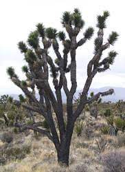 Amazing how it is strong enough to grow through cracks in rocks. Plants Often Mistaken For Cactus In Depth