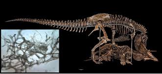 Alongside fossil skeletons, we sometimes display casts, which are made from extremely accurate molds that are shaped directly from the fossils. How Dinosaur Blood Vessels Are Preserved Through The Ages