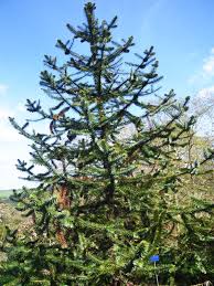 Image result for Araucaria bidwillii