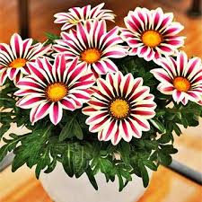 All gazania seeds sold in our online store are of the highest quality, since they come solely from proven producers. Egrow 200pcs Bag Gazania Rigens Seeds Semillas Gazania Splendens Chrysanthemum Seeds Flowers Seeds For Bonsai Garden Balcony Plants Sale Banggood Com