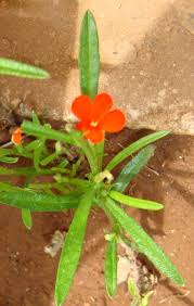 Image result for Buchnera strictissima