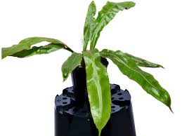 Image result for Elaphoglossum