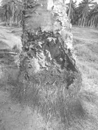 Cold weather or freeze damage. Effect Of Pests And Diseases On Oil Palm Yield Sciencedirect
