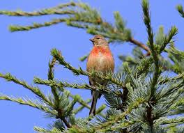 Image result for Lijndenia sp. cf barteri