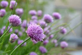 Bees use them to see flower colours with ultraviolet light, judge light intensity, navigate and keep orientated. Five Plants For A Garden That Supports Bees Horticulture