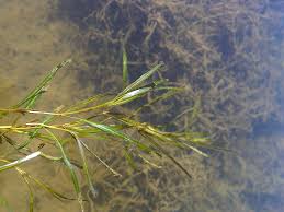 Image result for Potamogeton