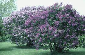Unlike other lilacs miss kim is very resistant to the dreaded powdery mildew that the plant is in trouble…brown edged leaves, curling under and full. Lilac Bushes With Curled Leaves