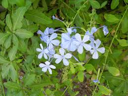 Image result for Plumbago ituriensis