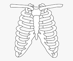 Human clipart ribcage human ribcage transparent free for. Transparent Rib Clipart Rib Cage Black And White Hd Png Download Transparent Png Image Pngitem