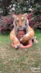 Unbelievable Amazing Cute Baby Animals Funny Animal Videos Pet Tiger