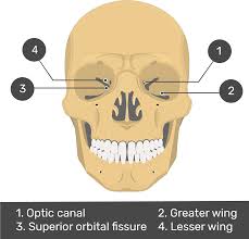 Deixe seu like e se inscreva no canal png is important information accompanied by photo and hd pictures sourced from all websites in the world. Anterior View Of The Sphenoid Bone Optic Canal Of Sphenoid Bone Clipart Large Size Png Image Pikpng