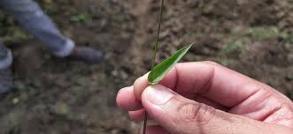 Image result for Urochloa reptans