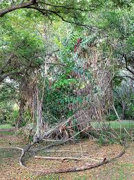 Translations of the word rotan from spanish to english and examples of the use of rotan in a sentence with their translations: Plectocomia Elongata Monaco Nature Encyclopedia