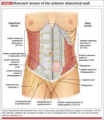 Learn about four abdominal quadrants anatomy with free interactive flashcards. Anatomy For The Laparoscopic Surgeon Mdedge Obgyn